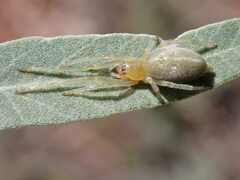 Clubionidae