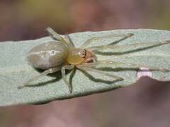 Clubionidae