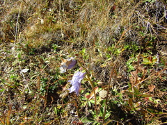 Campanula barbata