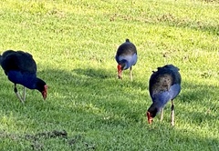 Porphyrio melanotus melanotus