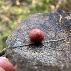 Harmandiola tremulae