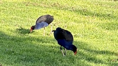 Porphyrio melanotus melanotus