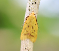 Aeolothapsa malacella