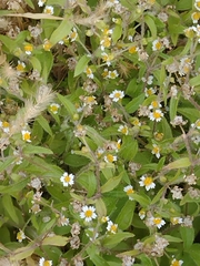 Galinsoga quadriradiata