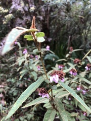 Thomasia paniculata