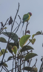 Psittacula cyanocephala