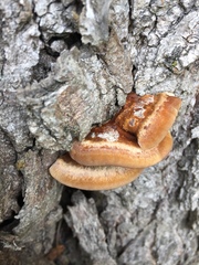 Inonotus quercustris