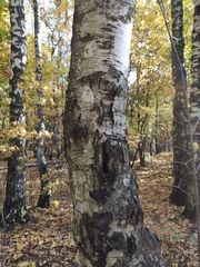 Betula