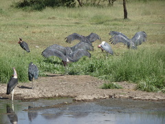 Leptoptilos crumenifer