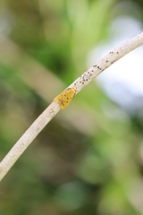 Aeolothapsa malacella