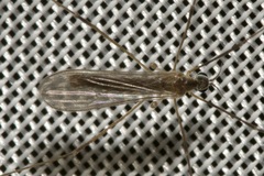 Erioptera