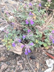 Nepeta racemosa