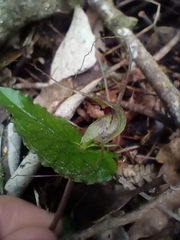 Corybas acuminatus