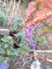 Nepeta racemosa