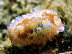 Chromodoris alternata