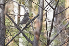 Turdus atrogularis