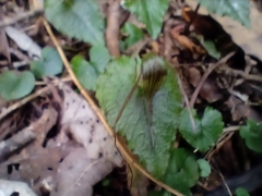 Corybas acuminatus