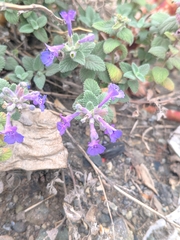 Nepeta racemosa