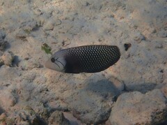 Novaculichthys taeniourus