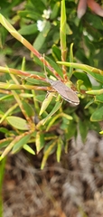 Gelonus tasmanicus