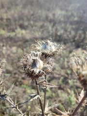 Cirsium serrulatum