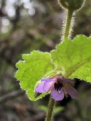 Tremandra stelligera