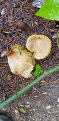 Tapinella panuoides