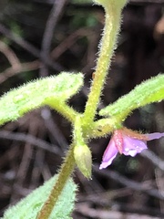 Tremandra stelligera