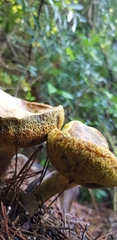 Tapinella panuoides