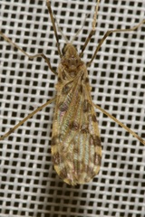Ilisia maculata