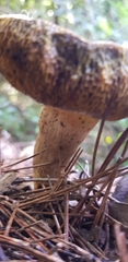 Tapinella panuoides