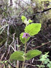 Tremandra stelligera