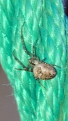 Metellina segmentata