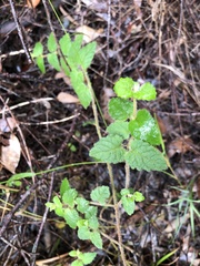 Tremandra stelligera