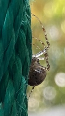 Metellina segmentata