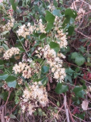 Smilax aspera