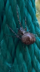 Metellina segmentata