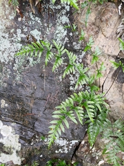Pteris semipinnata