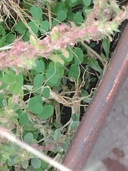 Oxalis corniculata