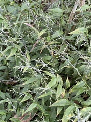 Ichnanthus pallens