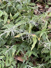 Ichnanthus pallens