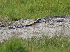 Elseyornis melanops