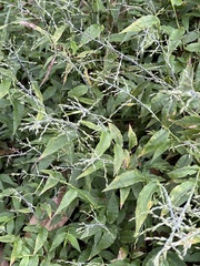 Ichnanthus pallens