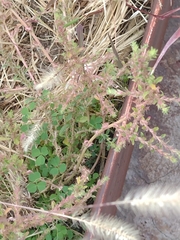 Oxalis corniculata