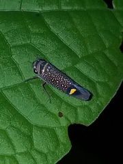 Scoposcartula oculata