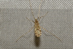 Ilisia maculata