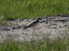 Elseyornis melanops