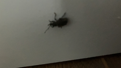 Otiorhynchus sulcatus