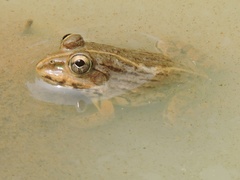 Hoplobatrachus crassus