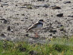 Elseyornis melanops